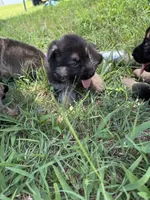 AKC Pink Collar Black Sable , a female German Shepherd Dog for sale in Cleburne, TX – 2 of 3
