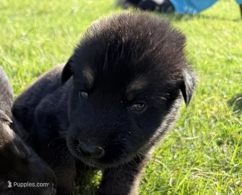 AKC PINK COLLAR GIRL  – German Shepherd Dog puppy for sale in Cleburne, TX