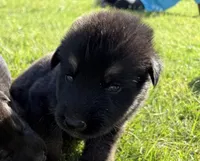 AKC PINK COLLAR GIRL , a female German Shepherd Dog for sale in Cleburne, TX – 1 of 6