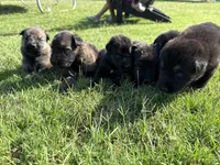 AKC GREEN COLLAR BOY, a male German Shepherd Dog for sale in Cleburne, TX – 3 of 4