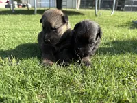 AKC PINK COLLAR GIRL , a female German Shepherd Dog for sale in Cleburne, TX – 2 of 6