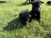 AKC BROWN COLLAR MALE, a male German Shepherd Dog for sale in Cleburne, TX – 2 of 5