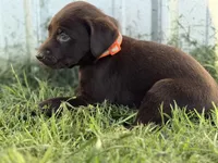 AKC ORANGE COLLAR CHOCOLATE MALE , a female Labrador Retriever for sale in Cleburne, TX – Photo 4 of 5