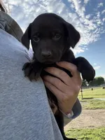 AKC ORANGE COLLAR CHOCOLATE MALE , a female Labrador Retriever for sale in Cleburne, TX – Photo 3 of 5