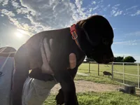 AKC ORANGE COLLAR CHOCOLATE MALE , a female Labrador Retriever for sale in Cleburne, TX – Photo 5 of 5