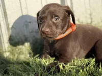 AKC ORANGE COLLAR CHOCOLATE MALE , a female Labrador Retriever for sale in Cleburne, TX – Photo 2 of 5