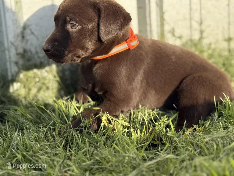 AKC ORANGE COLLAR CHOCOLATE MALE  – Labrador Retriever puppy for sale in Cleburne, TX