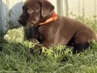 AKC ORANGE COLLAR CHOCOLATE MALE , a female Labrador Retriever for sale in Cleburne, TX – Photo 1 of 5