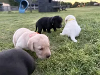 AKC ORANGE COLLAR YELLOW MALE, a male Labrador Retriever for sale in Cleburne, TX – Photo 4 of 7