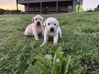 AKC ORANGE COLLAR YELLOW MALE, a male Labrador Retriever for sale in Cleburne, TX – Photo 5 of 7