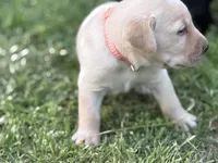AKC ORANGE COLLAR YELLOW MALE, a male Labrador Retriever for sale in Cleburne, TX – Photo 1 of 7