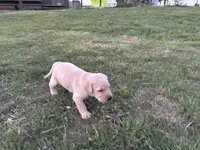 AKC ORANGE COLLAR YELLOW MALE, a male Labrador Retriever for sale in Cleburne, TX – Photo 3 of 7