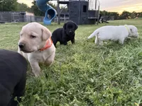 AKC ORANGE COLLAR YELLOW MALE, a male Labrador Retriever for sale in Cleburne, TX – Photo 6 of 7