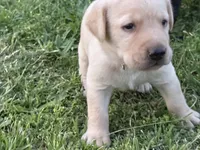 AKC ORANGE COLLAR YELLOW MALE, a male Labrador Retriever for sale in Cleburne, TX – Photo 2 of 7
