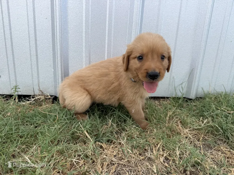 AKC BLACK COLLAR BOY – Golden Retriever puppy for sale in Cleburne, TX