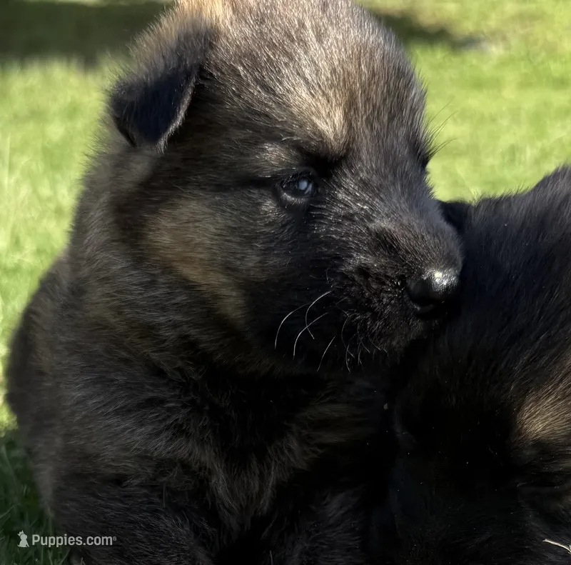 AKC GREEN COLLAR BOY – German Shepherd Dog puppy for sale in Cleburne, TX