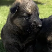 AKC GREEN COLLAR BOY, a male German Shepherd Dog for sale in Cleburne, TX – 1 of 4