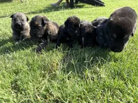 AKC YELLOW COLLAR BOY, a male German Shepherd Dog for sale in Cleburne, TX – 2 of 4