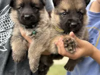 AKC SABLE MALE GREEN COLLAR , a male German Shepherd Dog for sale in Cleburne, TX – 2 of 3