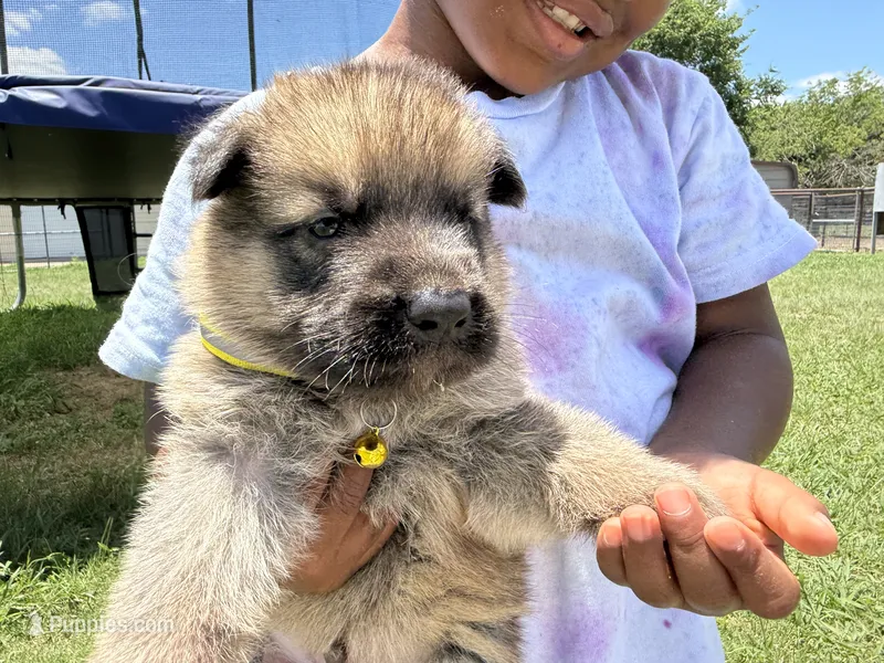 AKC Yellow Collar Sable Male  – German Shepherd Dog puppy for sale in Cleburne, TX