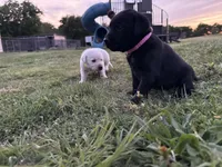 AKC PINK COLLAR BLACK FEMALE, a female Labrador Retriever for sale in Cleburne, TX – Photo 4 of 5