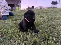 AKC PINK COLLAR BLACK FEMALE, a female Labrador Retriever for sale in Cleburne, TX – Photo 1 of 5