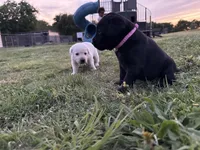 AKC PINK COLLAR BLACK FEMALE, a female Labrador Retriever for sale in Cleburne, TX – Photo 2 of 5