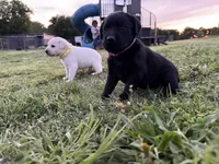 AKC PINK COLLAR BLACK FEMALE, a female Labrador Retriever for sale in Cleburne, TX – Photo 3 of 5