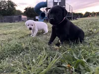 AKC PINK COLLAR BLACK FEMALE, a female Labrador Retriever for sale in Cleburne, TX – Photo 5 of 5