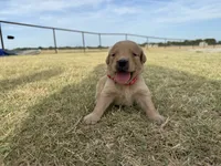 AKC RED COLLAR BOY, a male Golden Retriever for sale in Cleburne, TX – 2 of 5