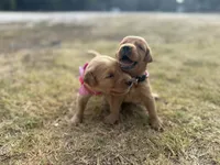 AKC LIGHT PINK GIRL, a female Golden Retriever for sale in Cleburne, TX – 2 of 4