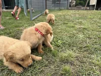 AKC PURPLE COLLAR MALE , a male Golden Retriever for sale in Cleburne, TX – Photo 2 of 2