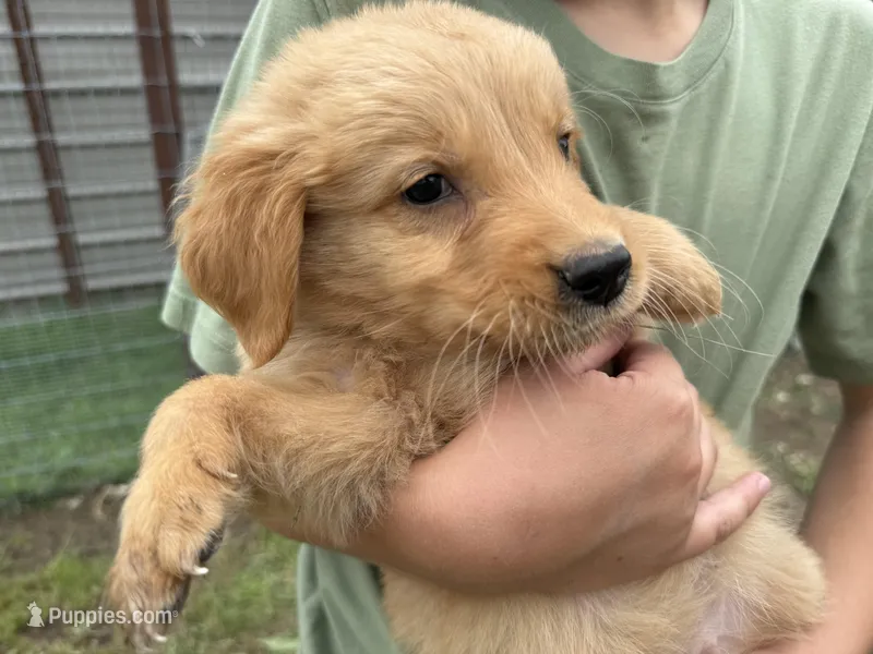 AKC PURPLE COLLAR MALE  – Golden Retriever puppy for sale in Cleburne, TX