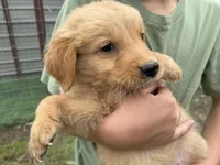 AKC PURPLE COLLAR MALE , a male Golden Retriever for sale in Cleburne, TX – Photo 1 of 2