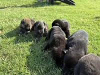 AKC BLUE COLLAR BOY, a male German Shepherd Dog for sale in Cleburne, TX – 4 of 6