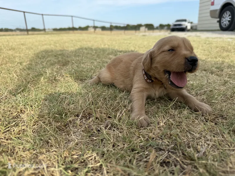 AKC BROWN COLLAR BOY – Golden Retriever puppy for sale in Cleburne, TX