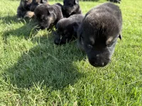 AKC PURPLE COLLAR FEMALE, a female German Shepherd Dog for sale in Cleburne, TX – 3 of 5