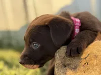 AKC PINK COLLAR CHOCOLATE LAB, a female Labrador Retriever for sale in Cleburne, TX – Photo 2 of 5
