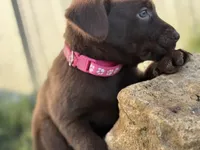 AKC PINK COLLAR CHOCOLATE LAB, a female Labrador Retriever for sale in Cleburne, TX – Photo 1 of 5