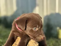 AKC PINK COLLAR CHOCOLATE LAB, a female Labrador Retriever for sale in Cleburne, TX – Photo 3 of 5