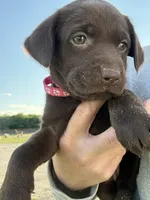 AKC PINK COLLAR CHOCOLATE LAB, a female Labrador Retriever for sale in Cleburne, TX – Photo 4 of 5