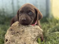 AKC PINK COLLAR CHOCOLATE LAB, a female Labrador Retriever for sale in Cleburne, TX – Photo 5 of 5