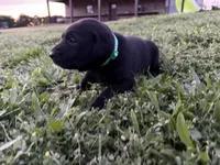 AKC GREEN COLLAR BLACK MALE, a male Labrador Retriever for sale in Cleburne, TX – Photo 2 of 4