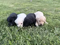 AKC GREEN COLLAR BLACK MALE, a male Labrador Retriever for sale in Cleburne, TX – Photo 4 of 4