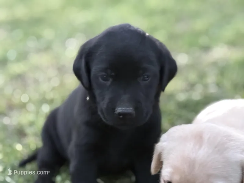 AKC GREEN COLLAR BLACK MALE – Labrador Retriever puppy for sale in Cleburne, TX