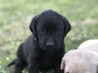 AKC GREEN COLLAR BLACK MALE, a male Labrador Retriever for sale in Cleburne, TX – Photo 1 of 4