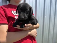 AKC PINK COLLAR BLACK FEMALE, a female Labrador Retriever for sale in Cleburne, TX – 4 of 6