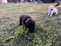 AKC GREEN COLLAR BLACK MALE, a male Labrador Retriever for sale in Cleburne, TX – Photo 3 of 4