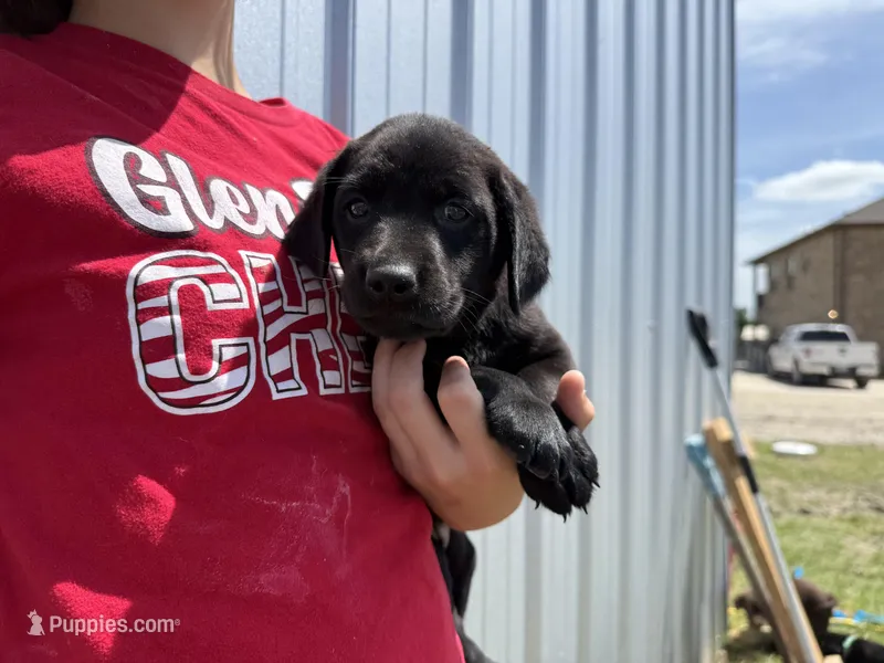 AKC PINK COLLAR BLACK FEMALE – Labrador Retriever puppy for sale in Cleburne, TX