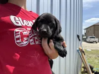 AKC PINK COLLAR BLACK FEMALE, a female Labrador Retriever for sale in Cleburne, TX – 1 of 6